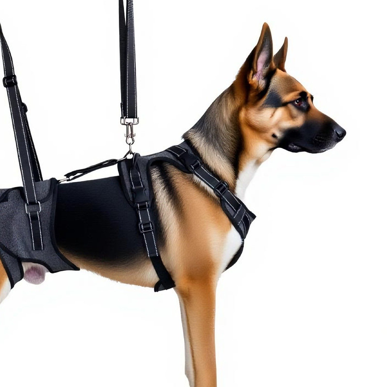 Senior dog lift-assist harness